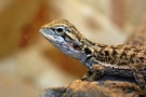Bartagame