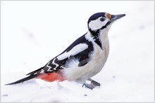 „Frau Specht im Schnee“