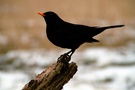 Amsel
