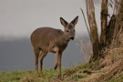 Reh (Capreolus capreolus) in der überschwemmten Emsaue