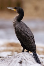 junger Kormoran-(Phalacrocorax-carbo) II