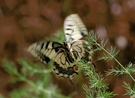 für Nachwuchs wäre gesorgt (Papilio machaon)