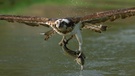 Fischadler(Pandion haliaetus)