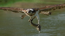 Fischadler(Pandion haliaetus)