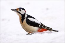 „Herr Specht im Schnee“