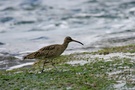 Regenbrachvogel?