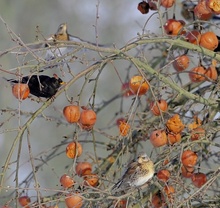 "Farben des Winters", 9...