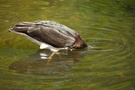 Was ist das für eine Ente ??