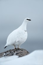 Ptarmigan