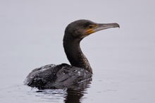 Ein letztes Bild vom jungen Kormoran (Phalacrocorax carbo)