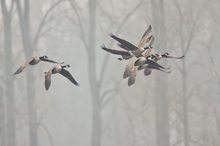 Kanadagänse im Flug