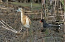 Rallenreiher und Teichhuhn