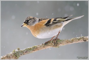 Bergfink (Fringilla montifringilla)