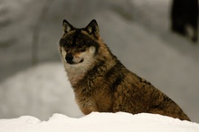 Wolfsportrait
