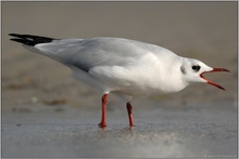 lautstark... Lachmöwe *Larus ridibundus*