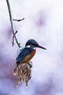 Eisvogel am Ansitz