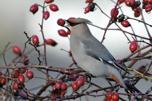 Seidenschwanz (Bombycilla garrulus)