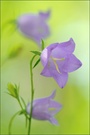 ~ Campanula persicifolia ~