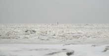 Seeadler im Wattenmeer