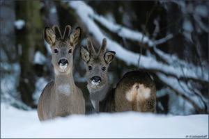 ~Zwei im Schnee~