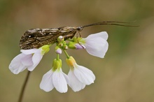 Wiesen-Schaumkraut Cardamine pratensis