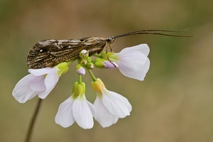 Wiesen-Schaumkraut Cardamine pratensis