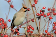 Noch ein Seidenschwanz (Bombycilla garrulus)