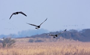 Nonnengänse im Anflug