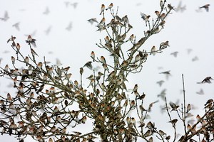 Bergfinkeninvasion im Schwarzwald