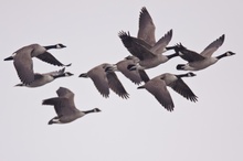 Kanadagänse im Flug