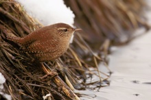 Zaunkönig (Troglodytes troglodytes)