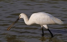 Löffler (Platalea leucorodia)