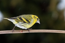 Erlenzeisig (Carduelis spinus)