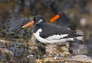 Austernfischer (Haematopus ostralegus)