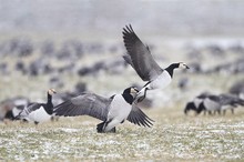 Zoff bei den Weißwangengänsen