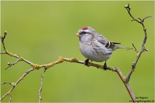 Polarbirkenzeisig (Carduelis hornemanni)