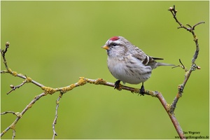 Polarbirkenzeisig (Carduelis hornemanni)