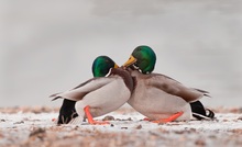 Stockente ( Anas platyrhynchos )  Erpels im Clinch