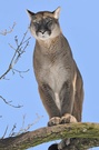 Cougar