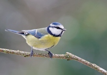 Blaumeise (Cyanistes caeruleus)