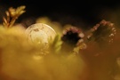 Licht