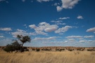 Vor dem Regen in der Kalahari