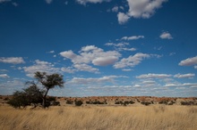 Vor dem Regen in der Kalahari