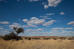 Vor dem Regen in der Kalahari
