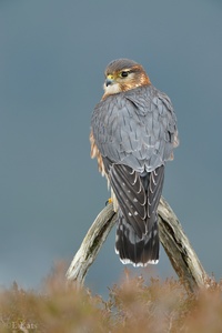 Merlin in Scottish highlands (c)