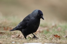 Dohle (Corvus monedula) bei der Nahrungssuche