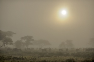 Gnus im Morgennnebel