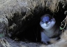 Zwergpinguin am Ende des Lichtes - wildlife