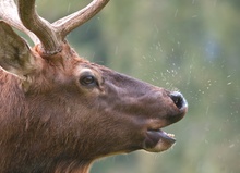 Wapitihirsch im Regen "Pling..."