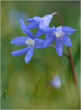 Frühling lässt sein blaues Band ...